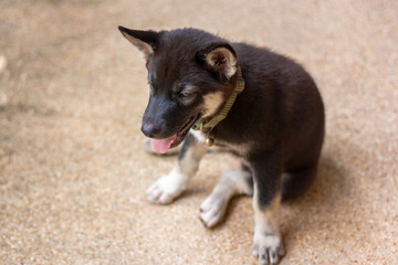Black and white puppy is sitting on concrete. Top view. Shallow depth of field. Horizontal.