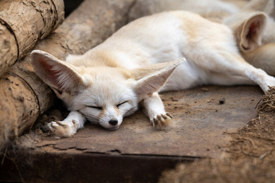 Sleeping baby fennec fox or dessert fox. Cute animal or wildlife portrait