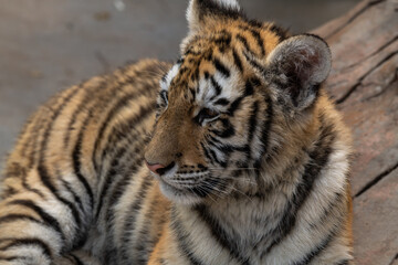 Fototapeta na wymiar Sumatran tiger cub lays on a ground (Panthera tigris sumatrae)