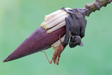 A short nosed fruit bat is ready to eat a grasshopper on a banana flower. This flying mammal has...