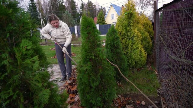 Millennial woman rakes out fallen leaves on the lawn in the garden among the tui growing in a row. Middle-aged woman cleans the green lawn and hard-to-reach places near the fence from dry leaves.