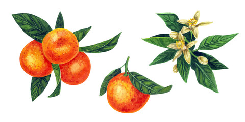 Ripe tangerines on a branch. Mandarin flowers. Citrus fruits, a set of watercolor botanical illustrations.