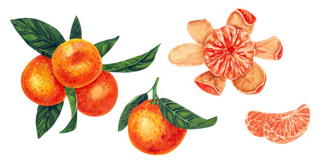 Ripe orange tangerines on a branch, peeled tangerine. A set of watercolor illustrations.