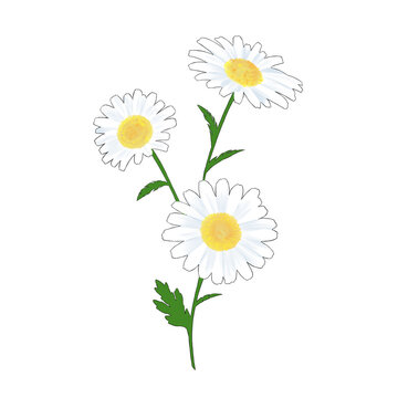 デイジー Images Browse 29 485 Stock Photos Vectors And Video Adobe Stock