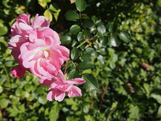 ピンク色のバラの花「サティーナ」の群生と葉