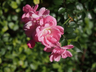ピンク色のバラの花「サティーナ」の群生