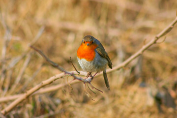 European Robin (Erithacus rubecula) goes down in the winter to the southern parts of Asia and Europe. In the summer get back to the north again