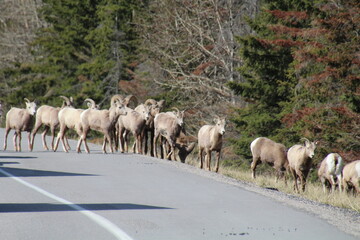 sheep in the mountains