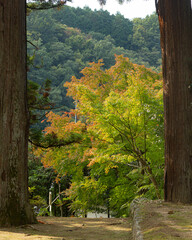 弘川寺の紅葉したもみじ
