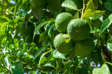 Oranges hanging on a tree, soon to be harvested