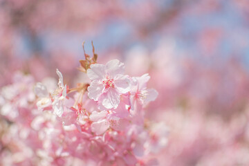 桜の花びら