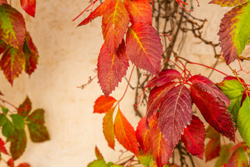 Naklejka na ściany i meble Colorful wild vine foliage on a wall
