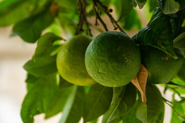Oranges hanging on a tree, soon to be harvested