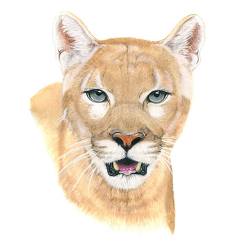 Puma drawn in watercolor on a white background