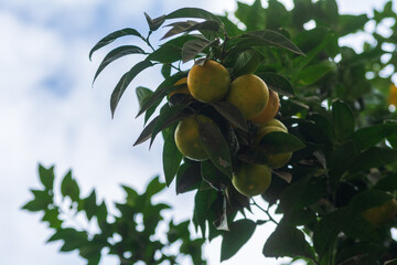 Oranges hanging on a tree, soon to be harvested