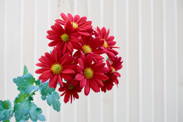 Pyrethrum flower against the background of a wavy fence made of light metal. Red petals, yellow center. Selective focus.