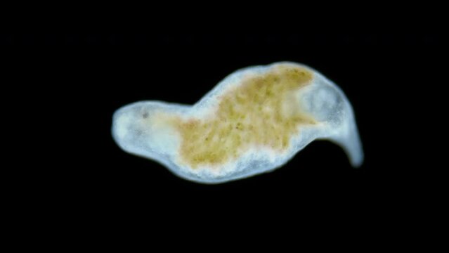 Turbellaria worm under the microscope, Platyhelminthes phylum. The species is not defined. Sample found in the White sea