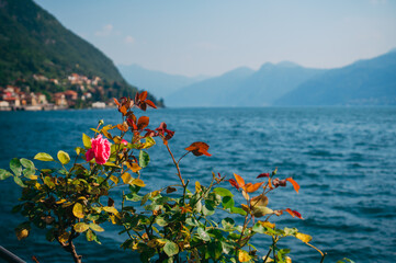 Spectacular view of Lake Como and the Bellagio peninsula visible from the botanical garden of legendary Villa Monastero in Varenna, Province of Lecco, Italy.