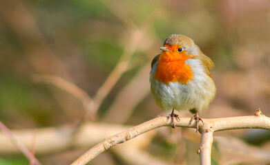 European Robin (Erithacus rubecula) goes down in the winter to the southern parts of Asia and Europe. In the summer get back to the north again