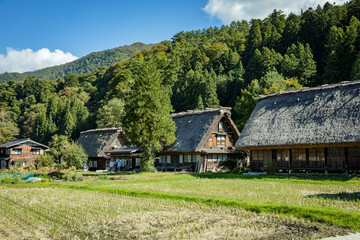 Fototapeta na wymiar Japanese Shirakawago village during October in autumn fall foliage season. Shirakawa traditional house on triangle roof with a background of rice field, pine mountain and clear cloud sky after.