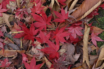 Japanese autumn park