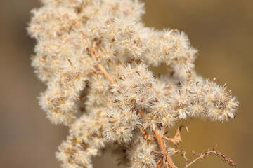 Japanese autumn park