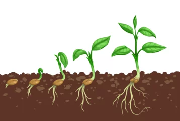 Fotobehang Plant growth steps. Seed germination in soil. Agriculture seedling evolving stages or sapling development steps, sprout grow process with seed in soil, seedling roots and plant leaves on stem © Vector Tradition