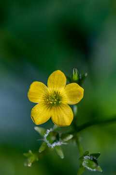 Oxalis dillenii flower growing in meadow	
