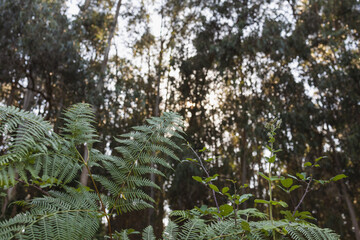 A green fern in the sun. Light breaks through the forest, natural wildlife.