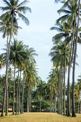 coconut tree on the beach with blue sky