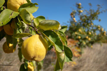 Quince in the field. In its natural environment. Sunny autumn day.