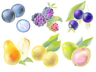 set of simple design elements illustration fruits and berries tropical and exotic. on a white background colored watercolor style healthy food and beauty sphere logo and print