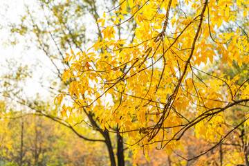 Autumn tree branches and yellow leaves landscape