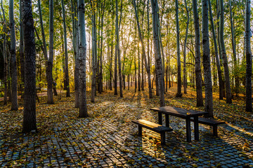 Fallen leaves sunset beams light and shadow on wooden table and chairs in autumn forest
