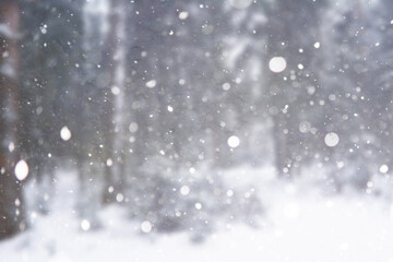 Blurred snow background. Winter landscape. Trees and plants covered with snow.