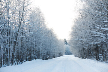 Winter snowy frosty landscape. The forest is covered with snow. Frost and fog in the park.