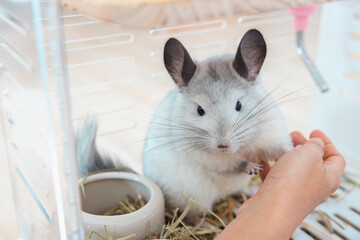 Chinchilla cute pet fur white hair fluffy and black eyes. Close-up animal rodent adorable tame ear grey looking at camera. Feline mammals are fluffy and playful.
