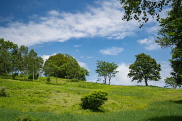 笹ヶ峰高原と青い空の美しさ(7月)