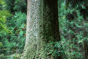 深い森の大きな木の幹