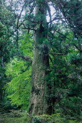 深い森の大きな木々