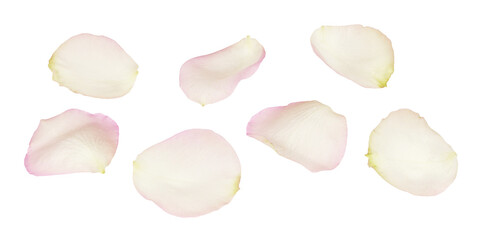 Set of white and pink rose petals - 544266928