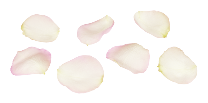 Set of white and pink rose petals