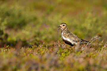 Adult European golden plover, Pluvialis apricaria, standing on the ground and calling in its colorful habitat in Finnish wilderness at Riisitunturi National Park, Finland, Northern Europe - 544267302