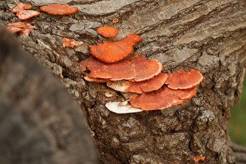 オレンジ色のキノコ