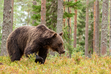 Big and majestic wild animal, Brown bear, Ursus arctos walking in coniferous forest in Finland, Northern Europe