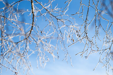 First frost, winter coming concept. Tree branches covered hoarfrost against blue sky.