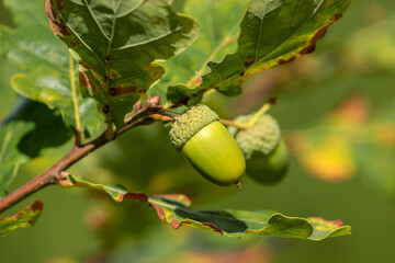 Acorns growing on branches of the Common oak (Quercus robur) in Estonian nature
