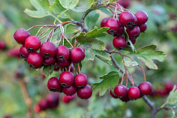 Crataegus monogyna. Hawthorn. Branches with leaves and red berries in autumn.