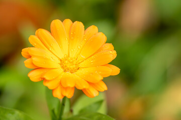 Beautiful single blossom of the pot marigold, Calendula officinalis on green background