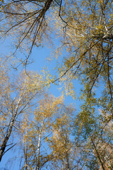 Yellow birch forest from below sky view. Autumn.